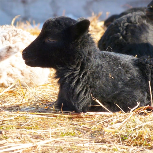 Mehr über unsere Schäferei